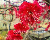 曽我梅林 鹿児島紅梅.jpg
